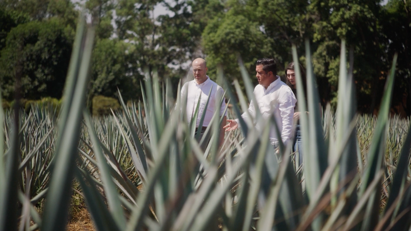 Vinepair x Patrón / From Field to Glass - Cultivating & Harvesting Agave